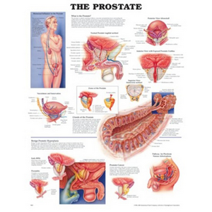 The Prostate Gland Chart, 50 x 67cm, Paper, Biodegradable, Each Each