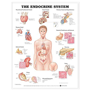 Chart Endocrine System, Each Each