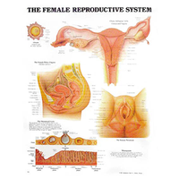 Chart Female Reproductive System. Simple Each