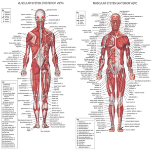 Chart of the Human Muscular System, Giant (107 x 158cm) Each