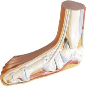 3B Anatomical Foot Model