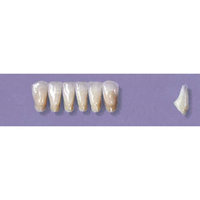 MYERSON ANTERIORS #3/C (1x6 CARD) Card