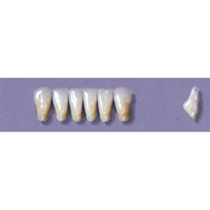 MYERSON ANTERIORS #7/F (1x6 CARD) Card