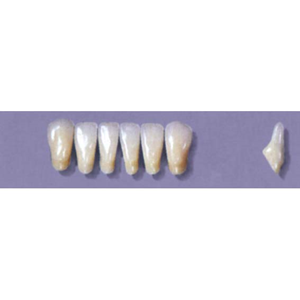 MYERSON ANTERIORS #8/62 (1x6 CARD) Card