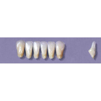 MYERSON ANTERIORS #8/F (1x6 CARD) Card