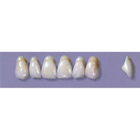 MYERSON ANTERIORS #A4/D (1x6 CARD) Card