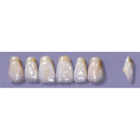 MYERSON ANTERIORS #A53/H (1x6 CARD) Card