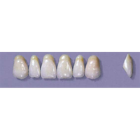MYERSON ANTERIORS #A7/D (1x6 CARD) Card