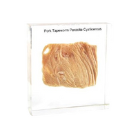 Livingstone Pork Tapeworm Parasite Cysticercus, 75 x 75 x 24 (2)mm, Made of Resin, 100 Pieces/Carton, 20kg/Carton