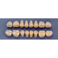 ULTRADENT POST. 31Z/A2 LOWER (1x8 CARD) Card