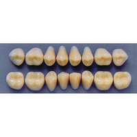 ULTRADENT POST 34L/69 LOWER (1x8 CARD) Card
