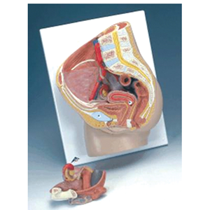 Pelvic Organs, Female, Anatomical Model Each