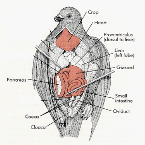 Pigeon Dissected/Injected Specimen Zps-512 Each